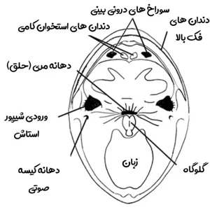 تصویر اجزای درون دهان قورباغه
